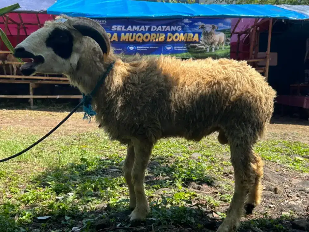 Domba Qurban 2026