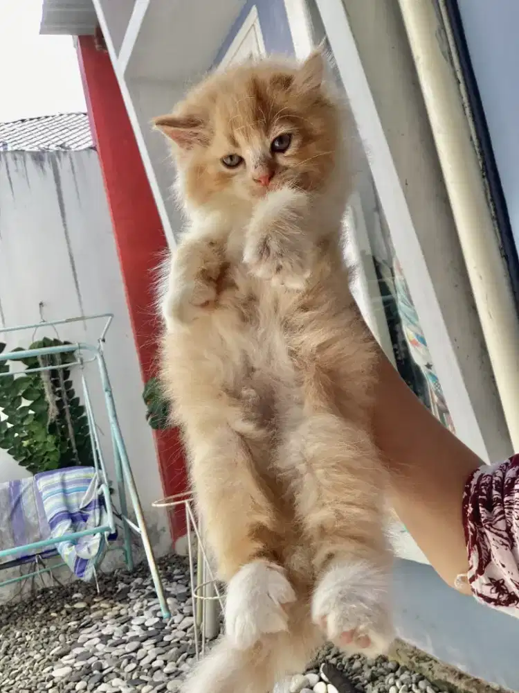 Kucing Persia kuning Kitten