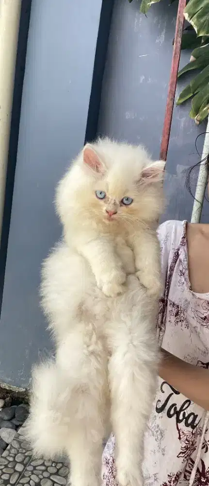 Kucing Himalaya X Persia kitten