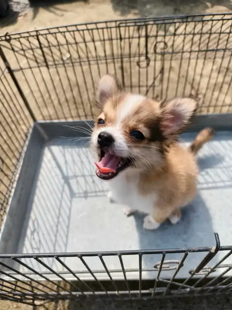 Chihuahua mix pom betina