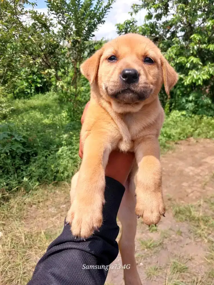 Anakan anjing ras mix