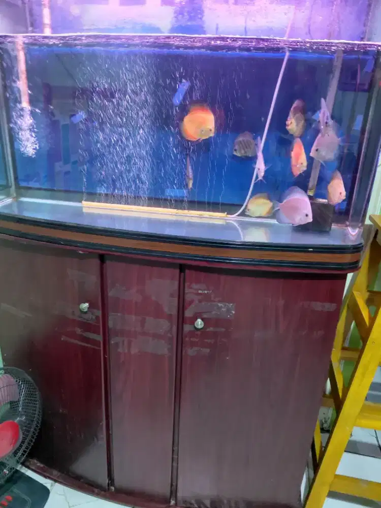 Aquarium bekas arwana merek boyu