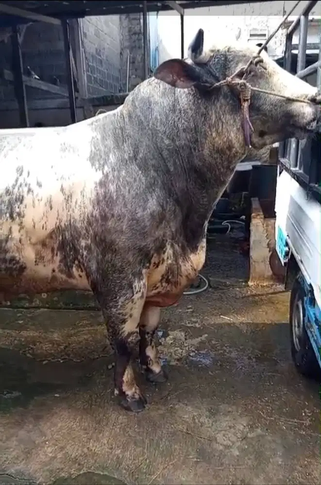 Sapi kurban 2026 limitid