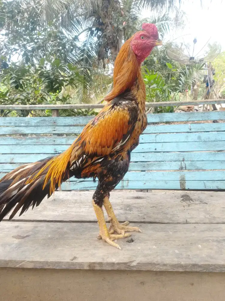 Ayam siam ekor lidi