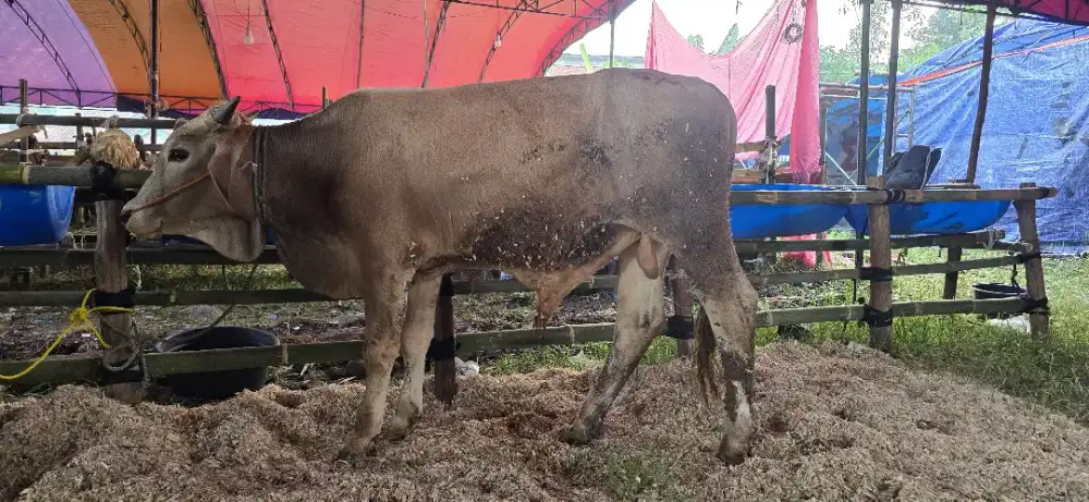 Jual Hewan qurban Sapi dan domba