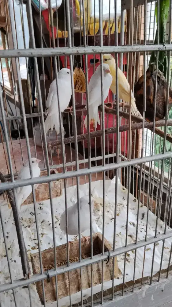 Anak burung kenari putih loper
