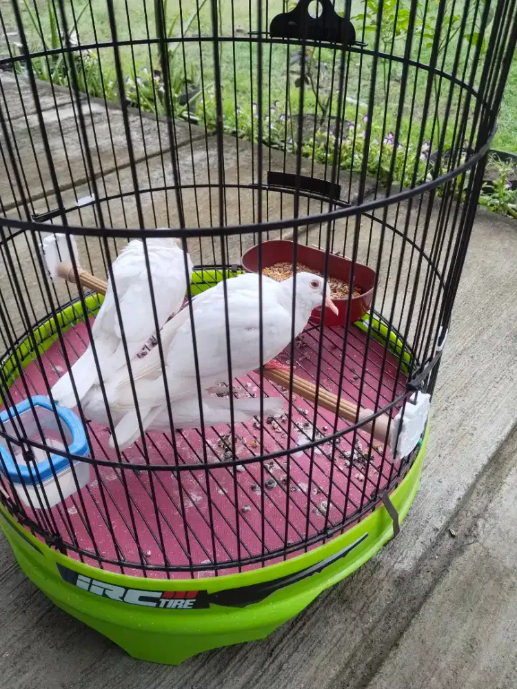 Anakan puter albino mata merah