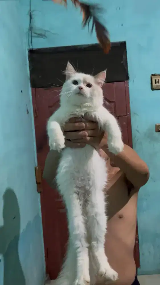 RAGDOLL X PERSIA