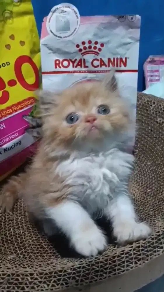 Ready kitten Persia