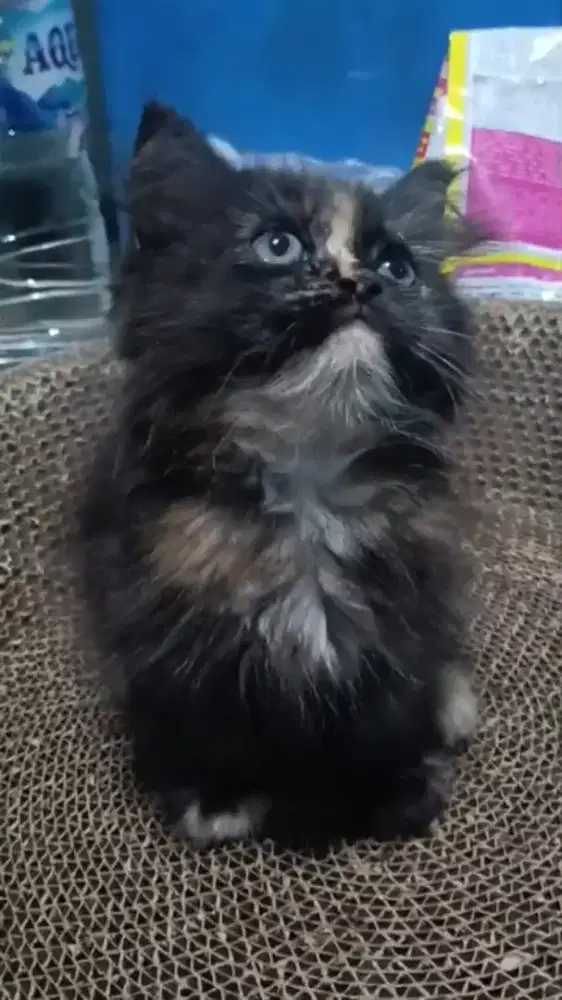 Ready kitten Persia