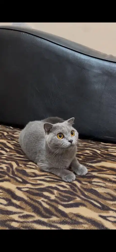 BSH SCOTTISH FOLD BETINA