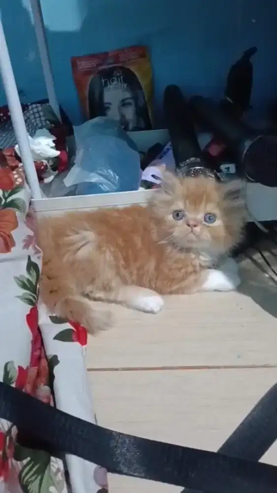 Ready kitten Persia