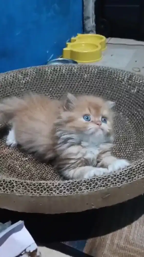 Ready kitten Persia