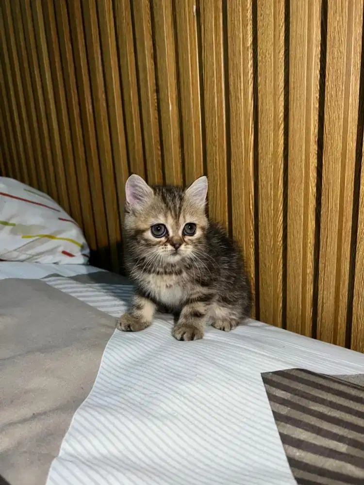 Kitten umur 2 bulan