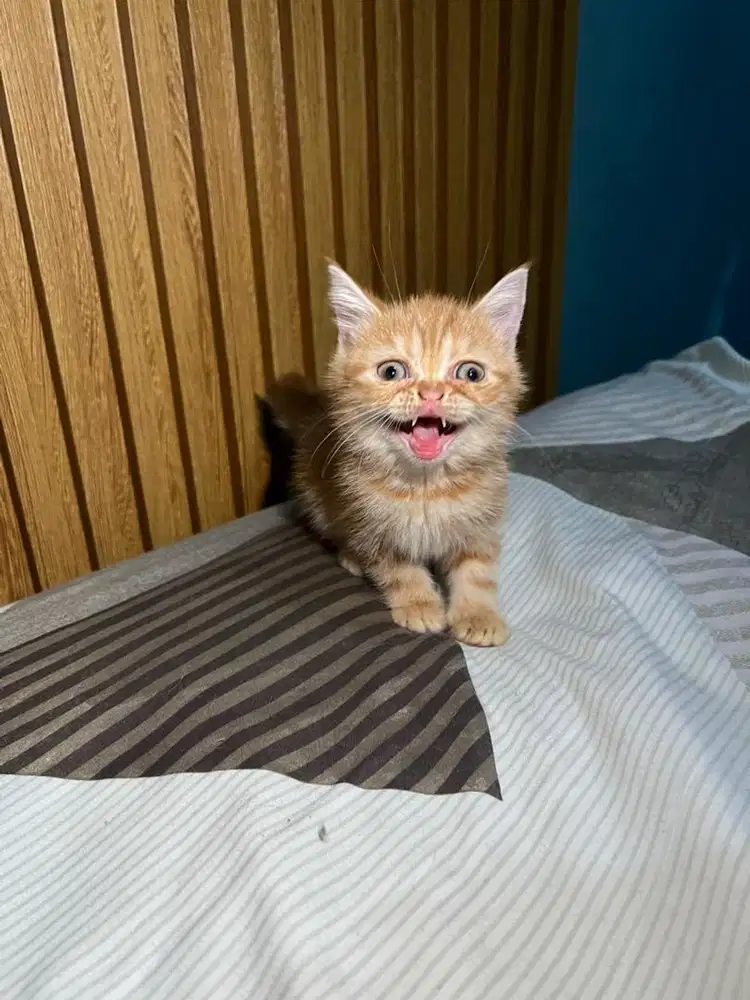 Kitten shorthair