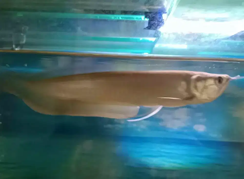 Arowana silver size 18-20 cm
