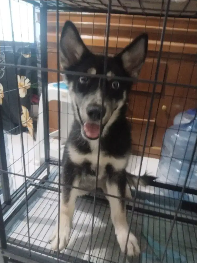 Husky betina 3 bln non stb, sudah vaksin pertama buku ada