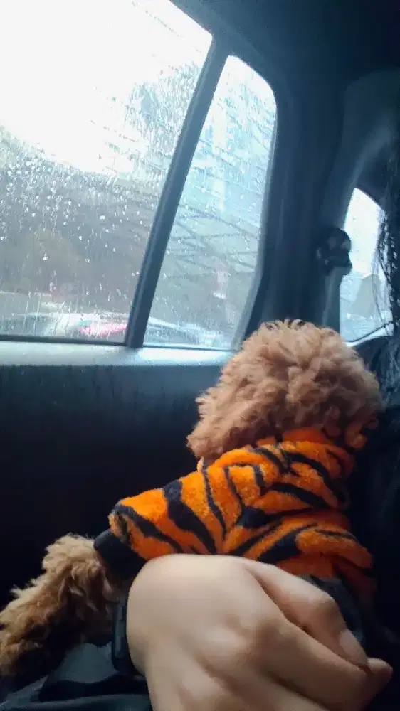 Poodle jantan 7 bulan