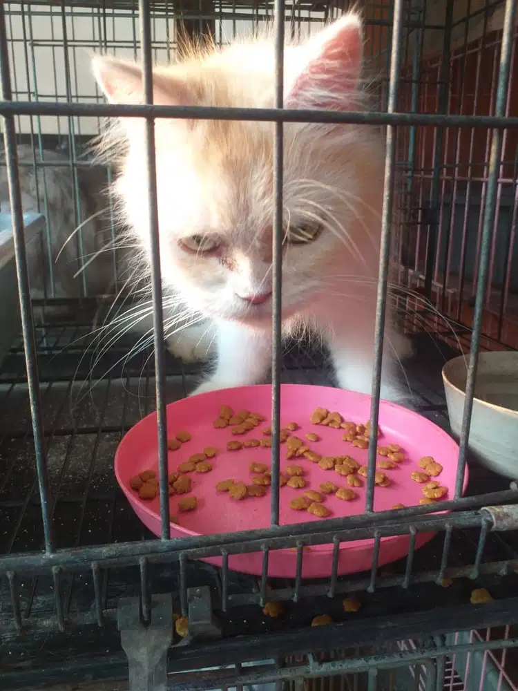 Kucing anggora usia 2 bulan/8 bulan dan indukan 18 ekor