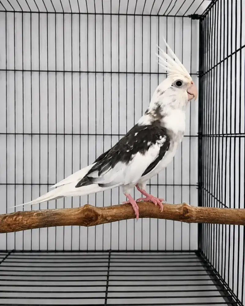 Falk Parkit Australia White Face Jantan Dewasa