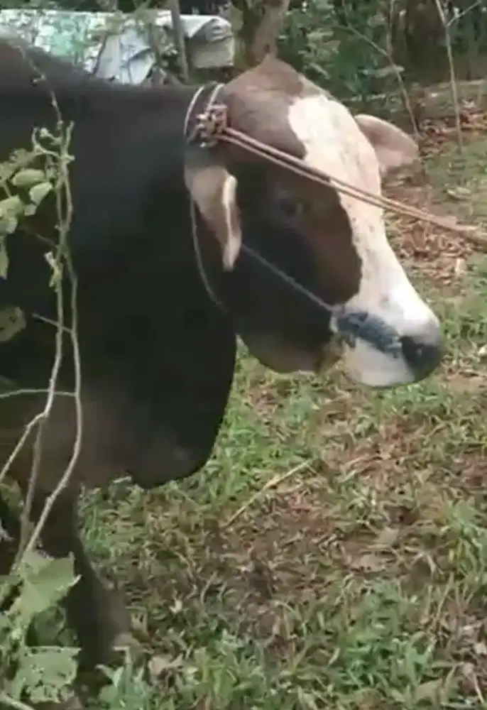Sapi qurban jantan