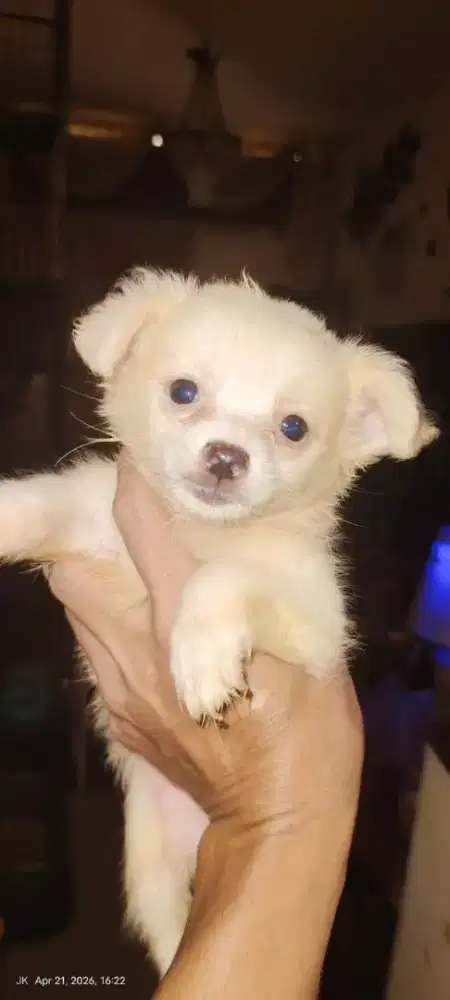 puppy 2 bulan pomeranian