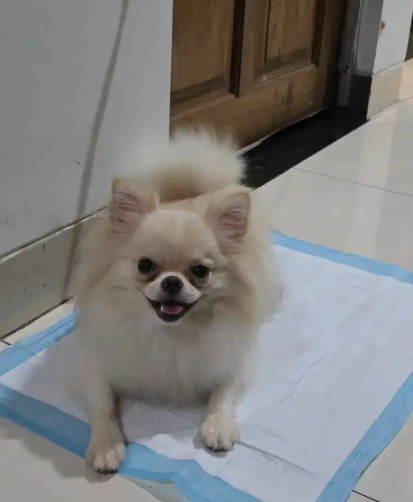 Anjing mini pom Betina usia 1 tahun