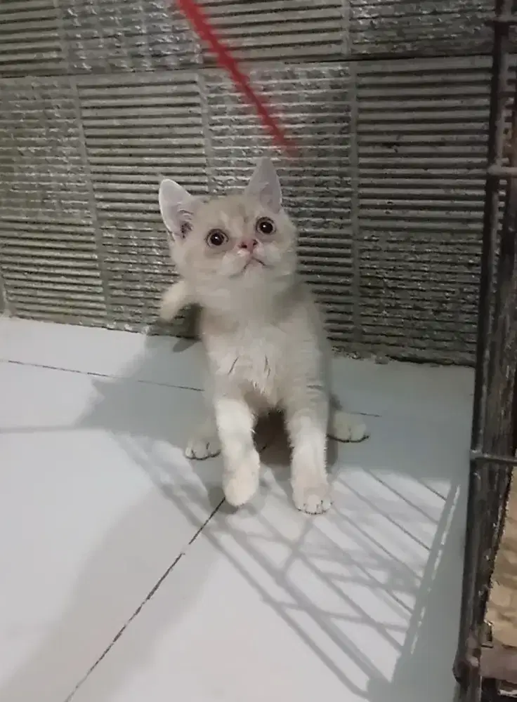 Kitten BSH golden fawn jantan