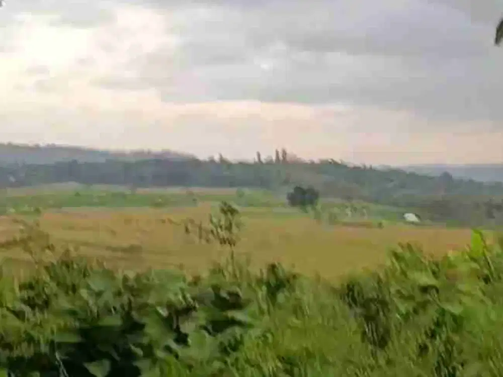 Tanah Murah view mewah di Girimulyo kulon Progo