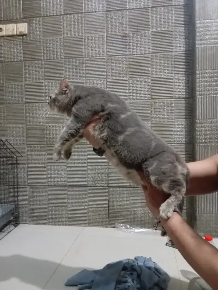 Kucing British Shorthair jantan