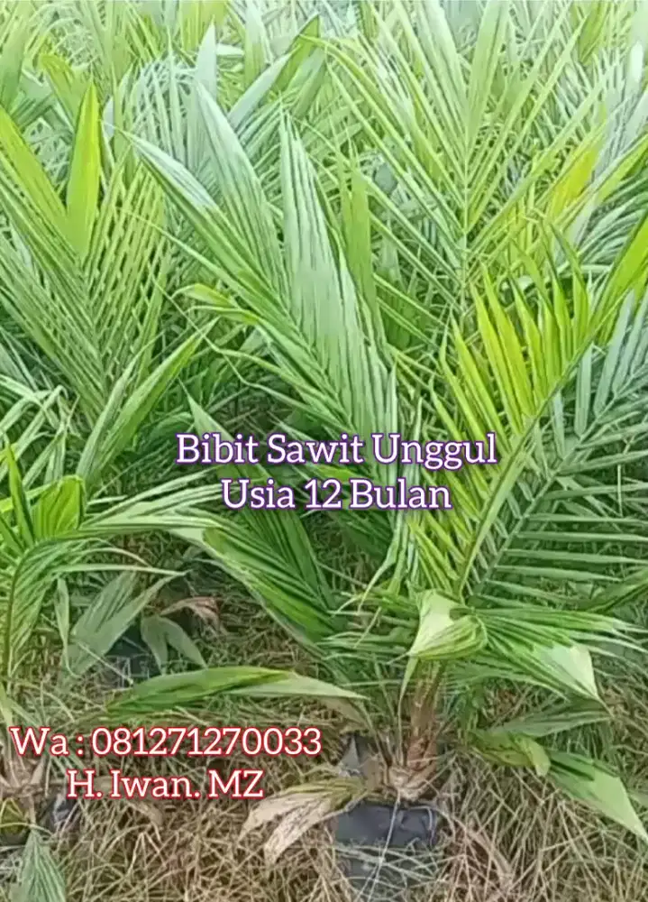 Bibit Sawit Unggul Usia 12 Bulan