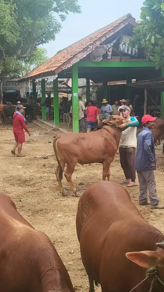 Sapi qurban madura harga 15-35jt
