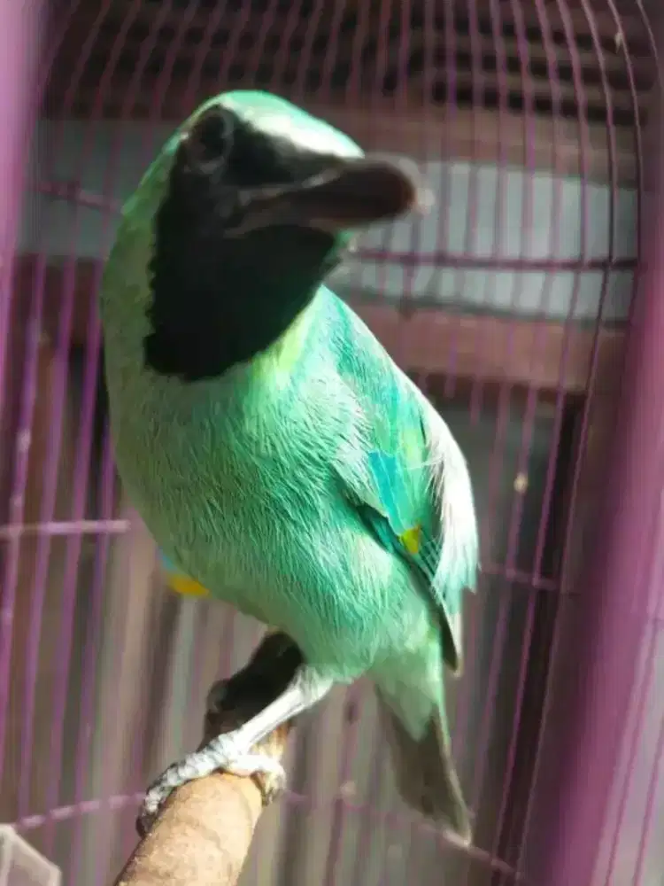 Burung cckhijau super big rawatan