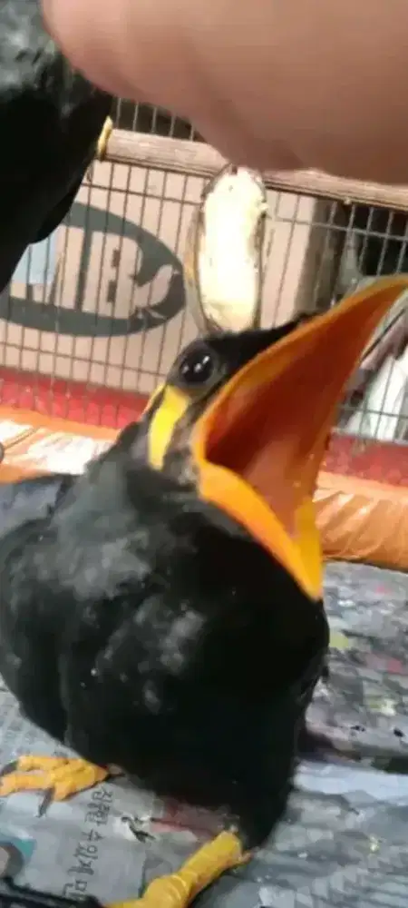 Anakan burung nlas super jumbo