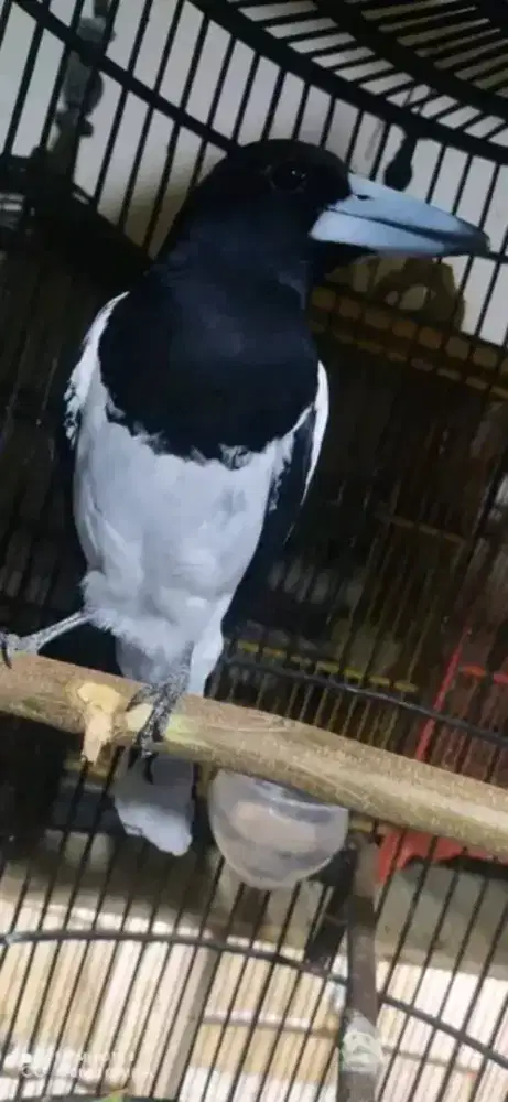 Burung jgalpapua mulus rawatan