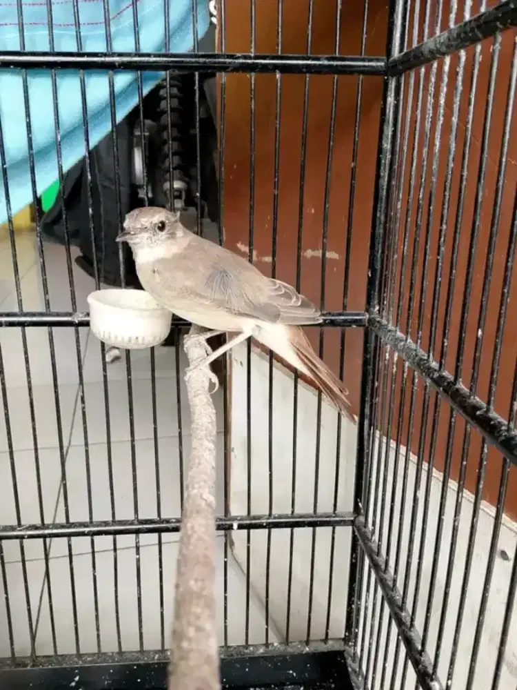 Burung sikatanLondoh jantan rawatan