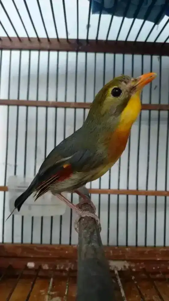 Burung robnjantan rawatan
