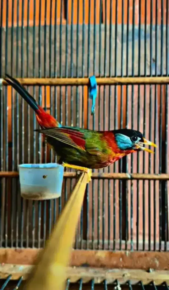 Burung pncawarna import besar2