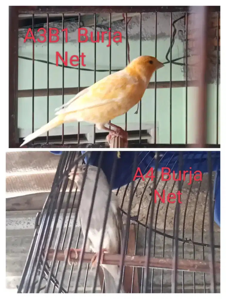 Kenari Gacor starblue x panda & kuning
