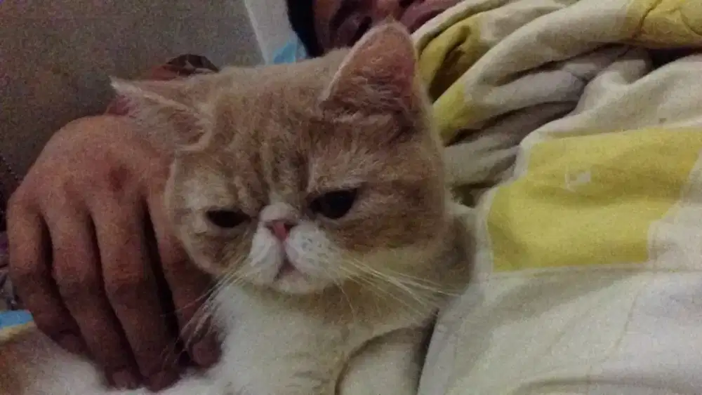 Pacak Kucing Exotic Shorthair