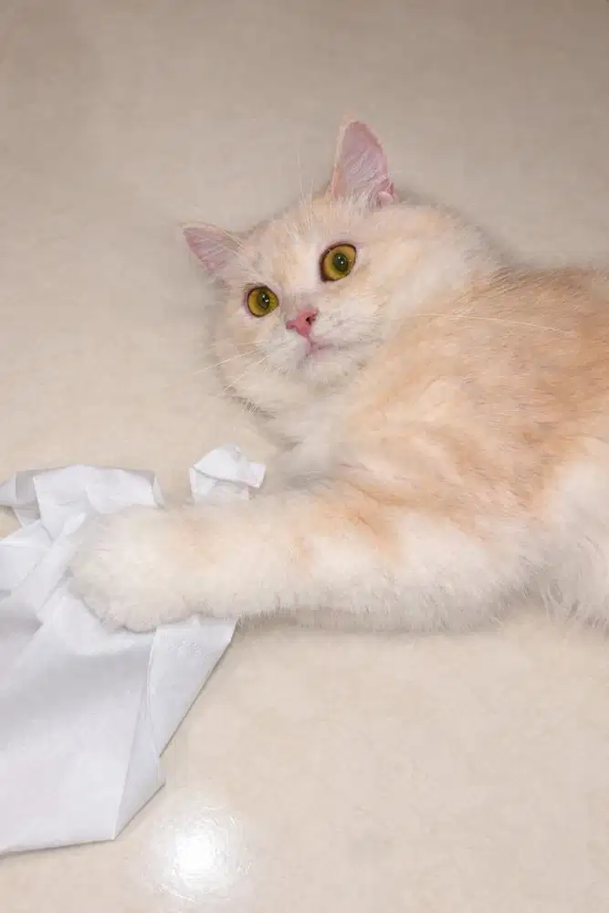 Adopt Persian Cat
