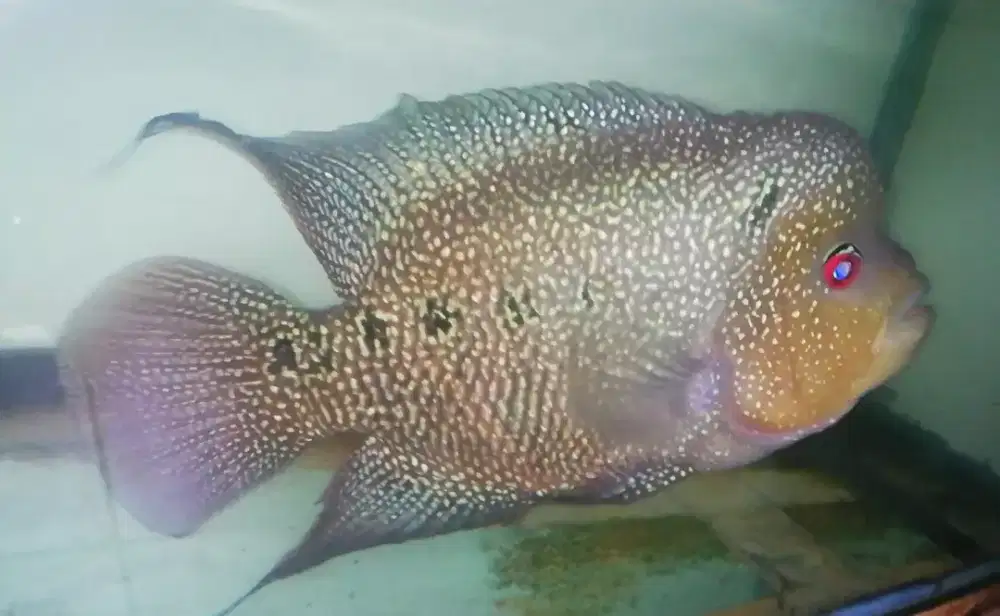 Dijual ikan lohan jenis Cencu sudah luges