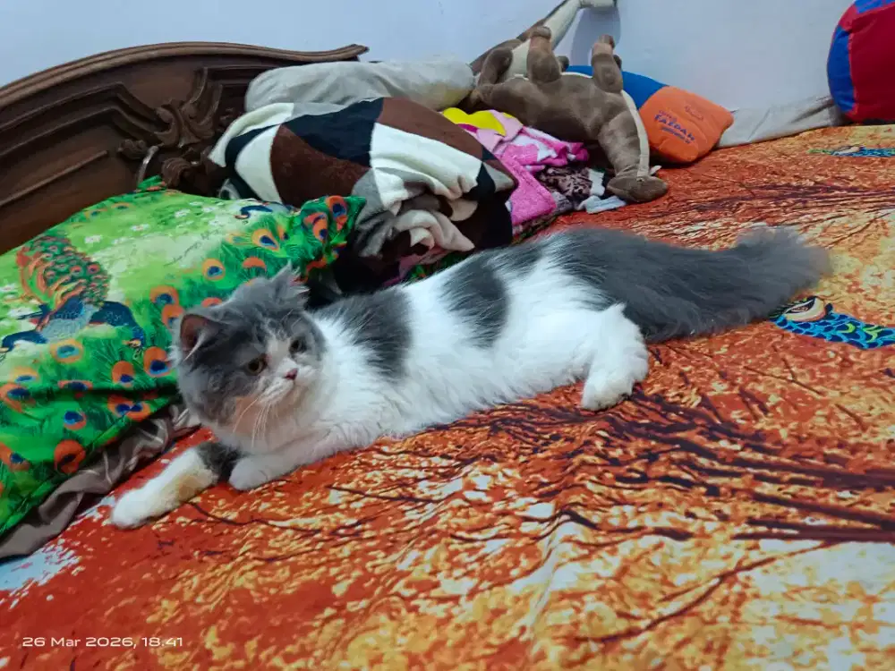 Over adop kucing persia flatnose betina