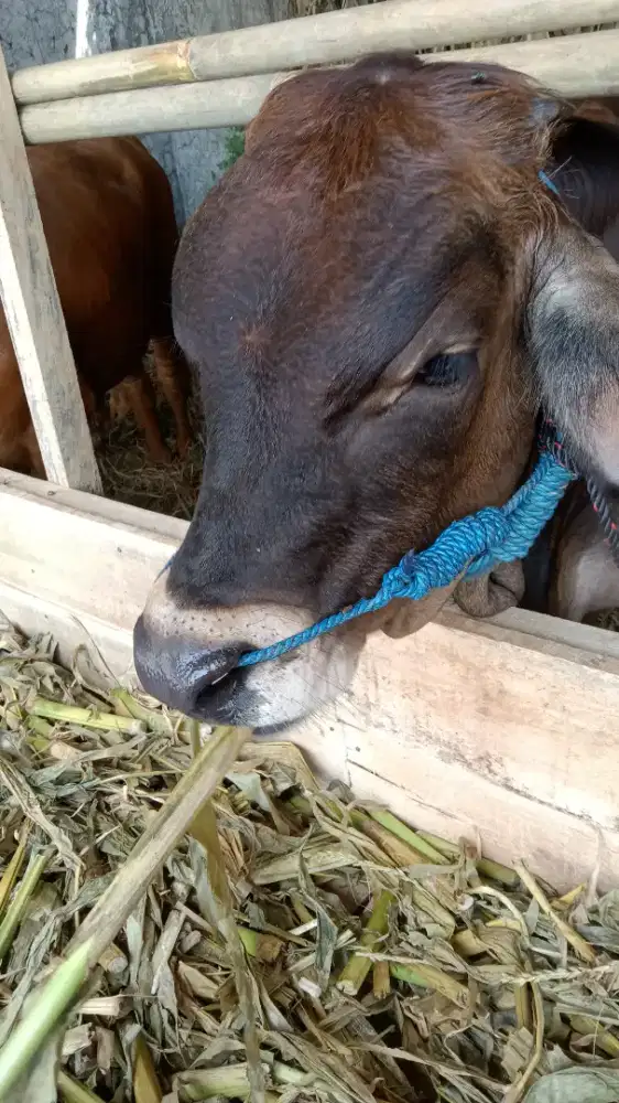Sapi murah#sapi besar#sapi qurban bandung 2026 terdekat sesuai syariat