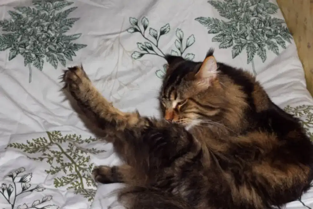 Kucing mainecoon pure jantan