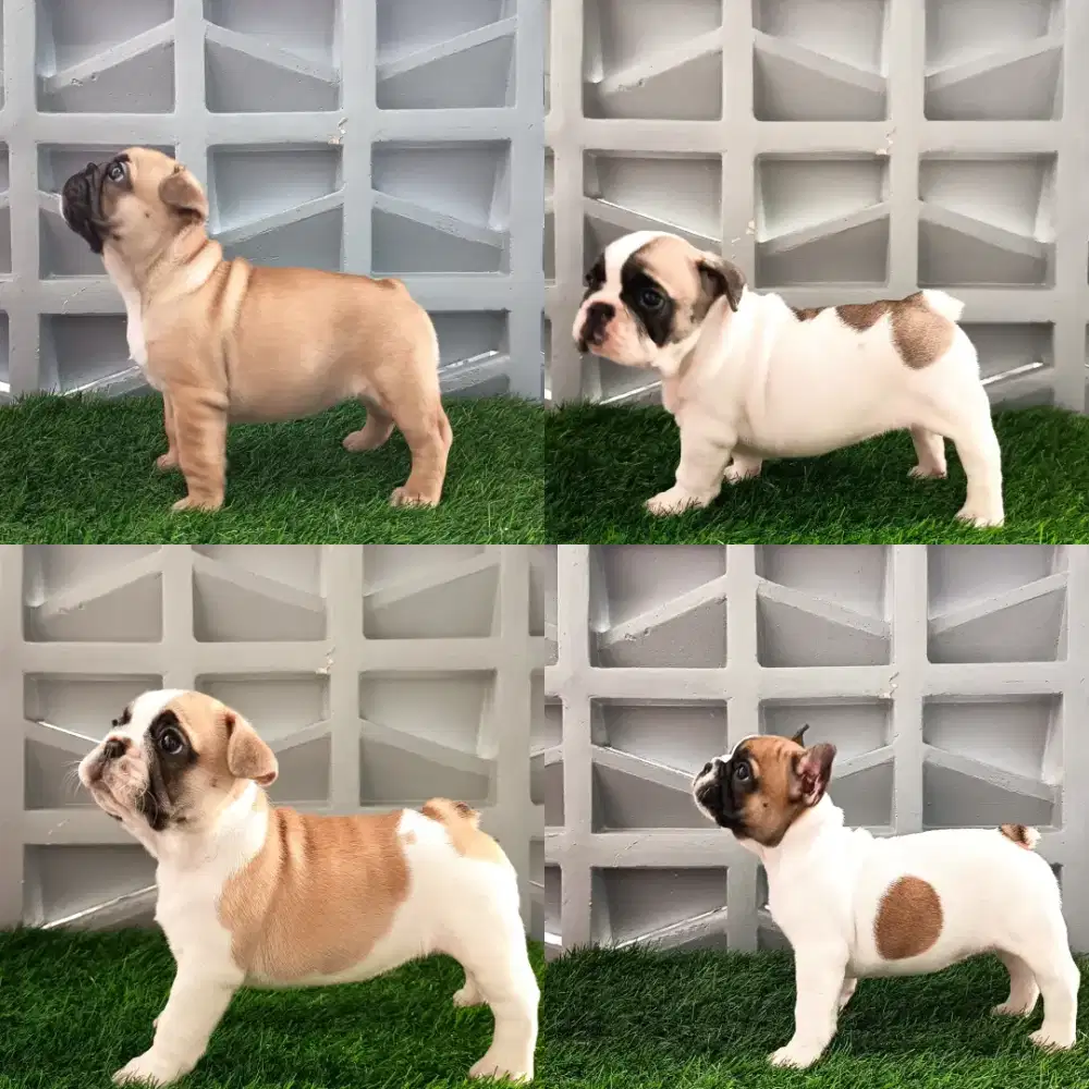 French Bulldog [FEMALE]