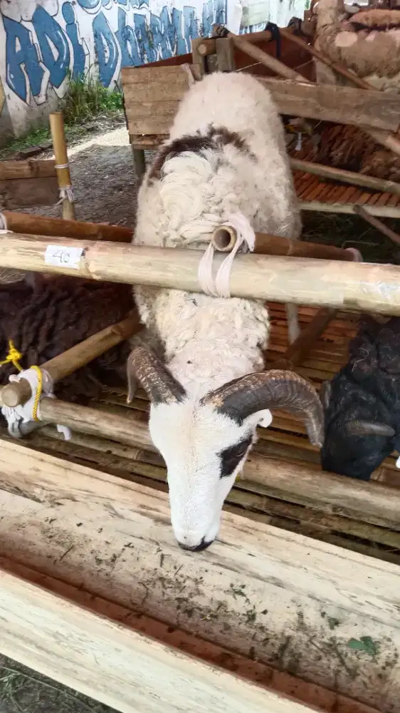 Qurban Domba murah bandung terdekat gratis ongkir 2026  sesaui syriat