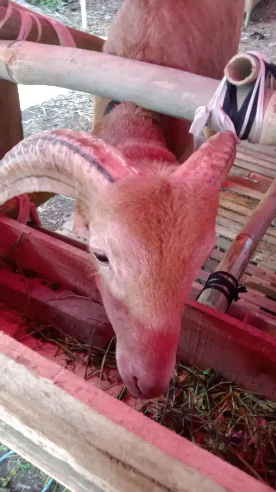Domba qurban murah bandung terdekat 2026 gratis ongkir#sapi murah nego