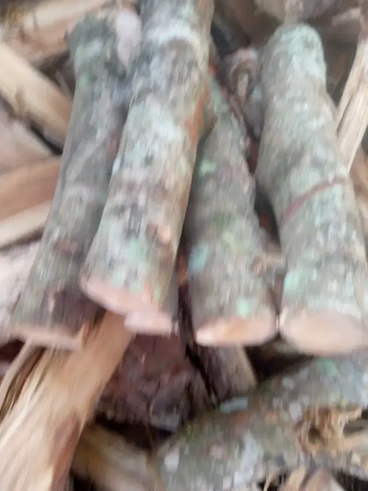 Kayu bakar rambutan