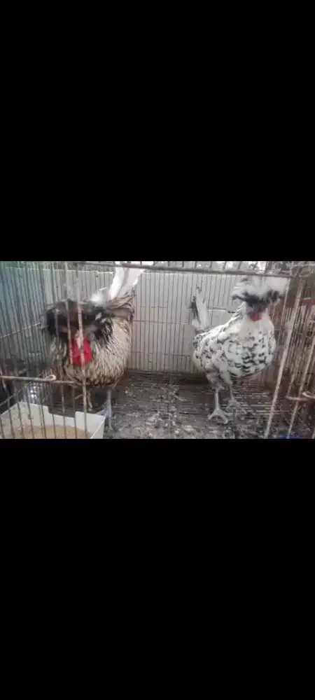 Ayam Poland ori dan Poland x kapas sepasang